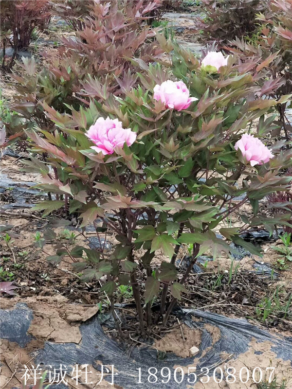 芍药价格