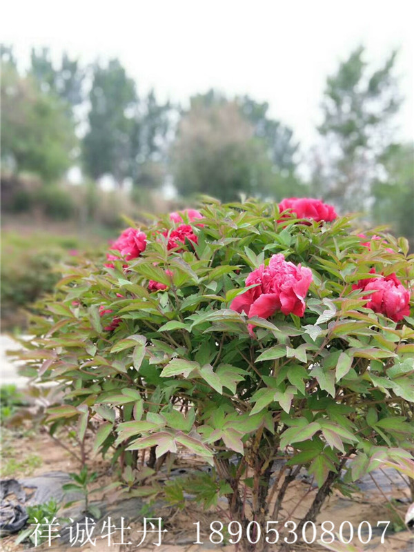 芍药种植基地