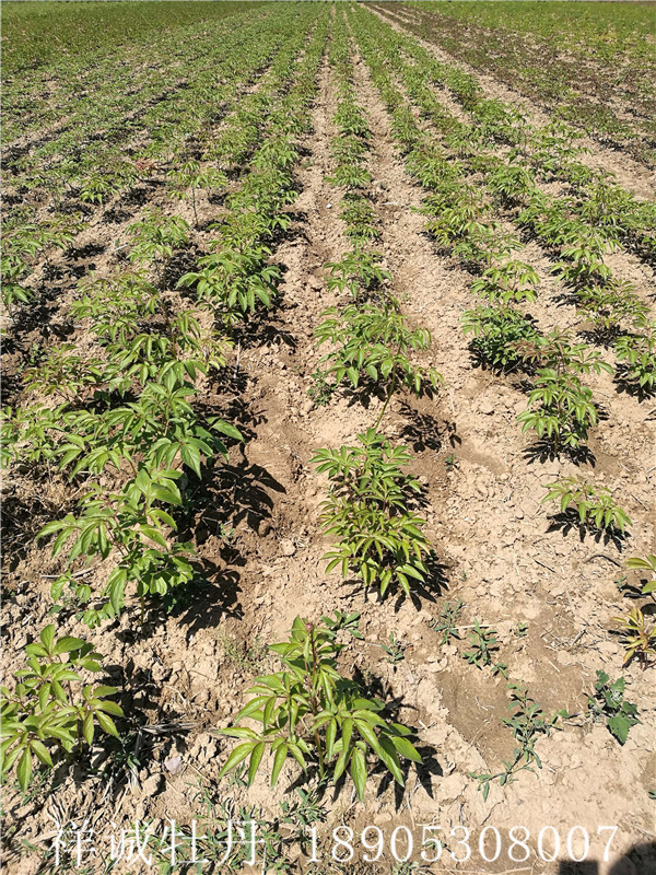 菏泽祥诚牡丹种植基地