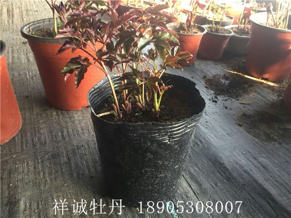 盆栽芍药