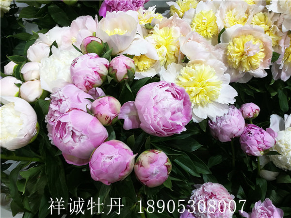 菏泽芍药鲜切花价格