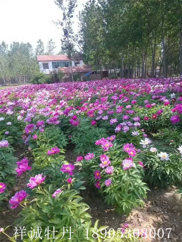 菏泽药用芍药价格