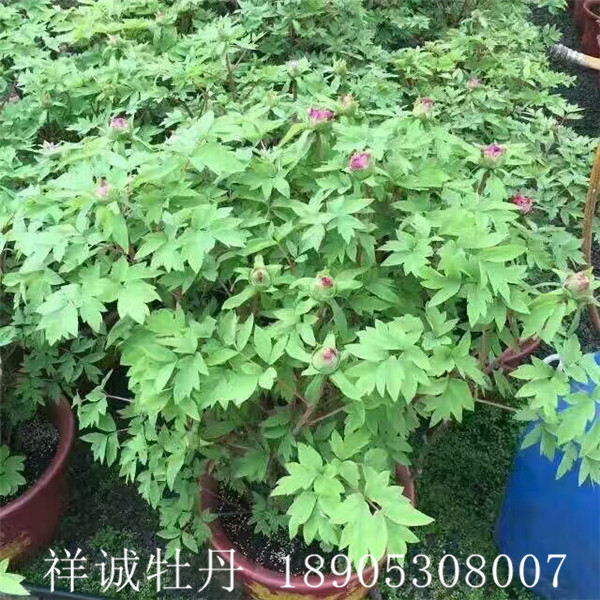 菏泽催花牡丹苗种植基地