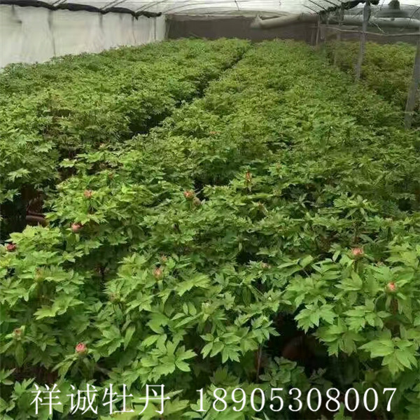 菏泽催花牡丹基地