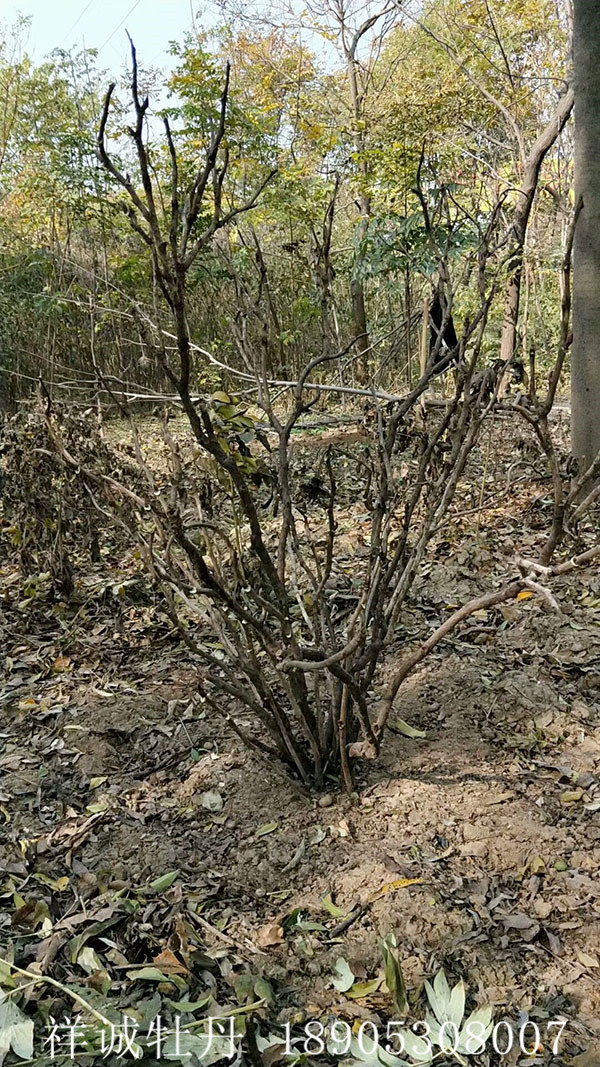 菏泽牡丹芍药种植基地