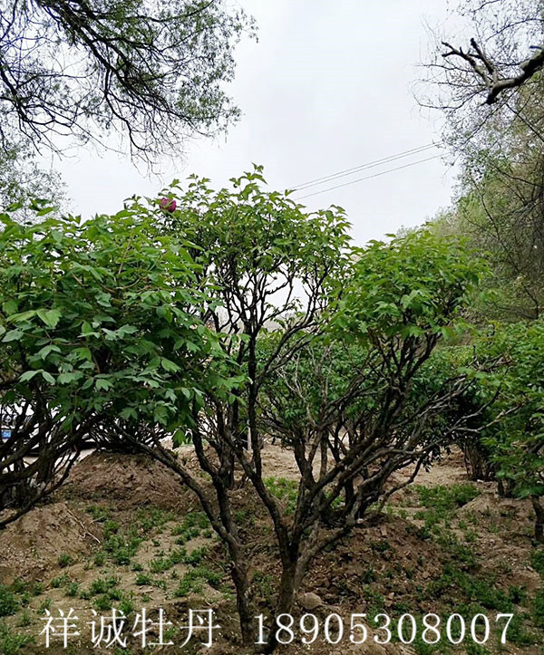 牡丹树种植基地