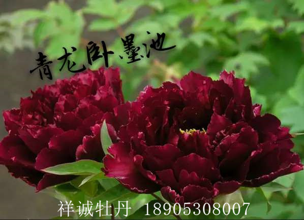 菏泽黑色系牡丹