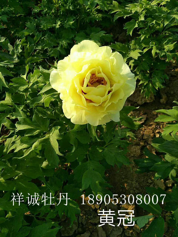 菏泽黄色牡丹