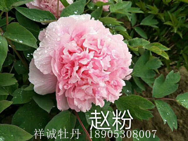 菏泽粉色系牡丹