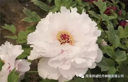 菏泽祥城牡丹种植有限公司全体员工预祝您新春快乐！